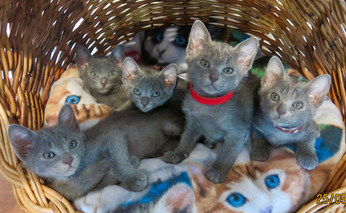 Dixie's kittens at seven weeks